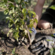 Ein neuer Baum wird gepflanzt