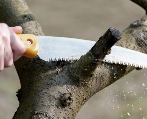 Ein Obstbaum wird mit einer Säge geschnitten