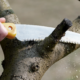 Ein Obstbaum wird mit einer Säge geschnitten