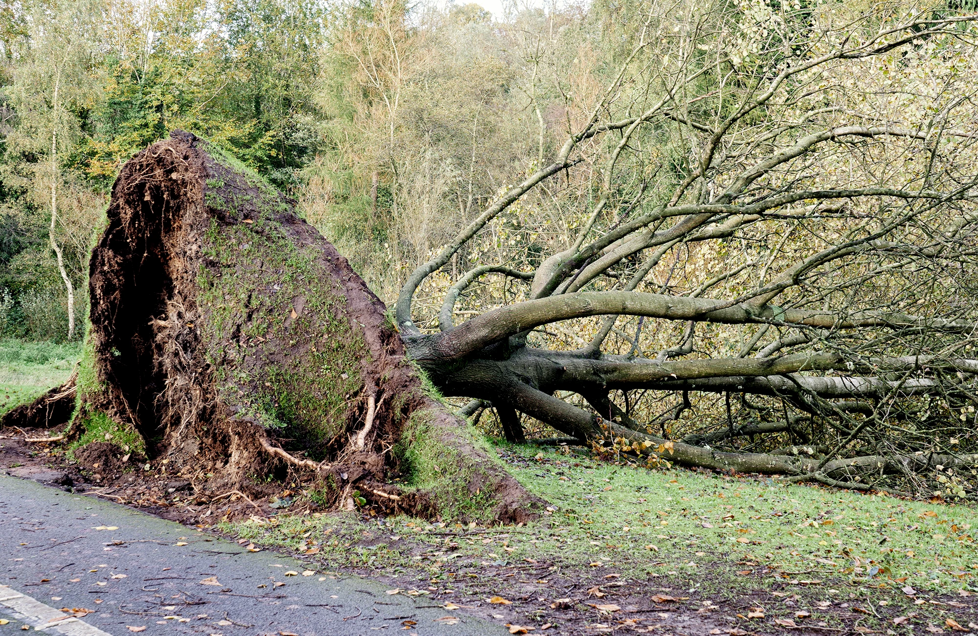 Ein umgefallener und entwurzelter Baum an der Strasse