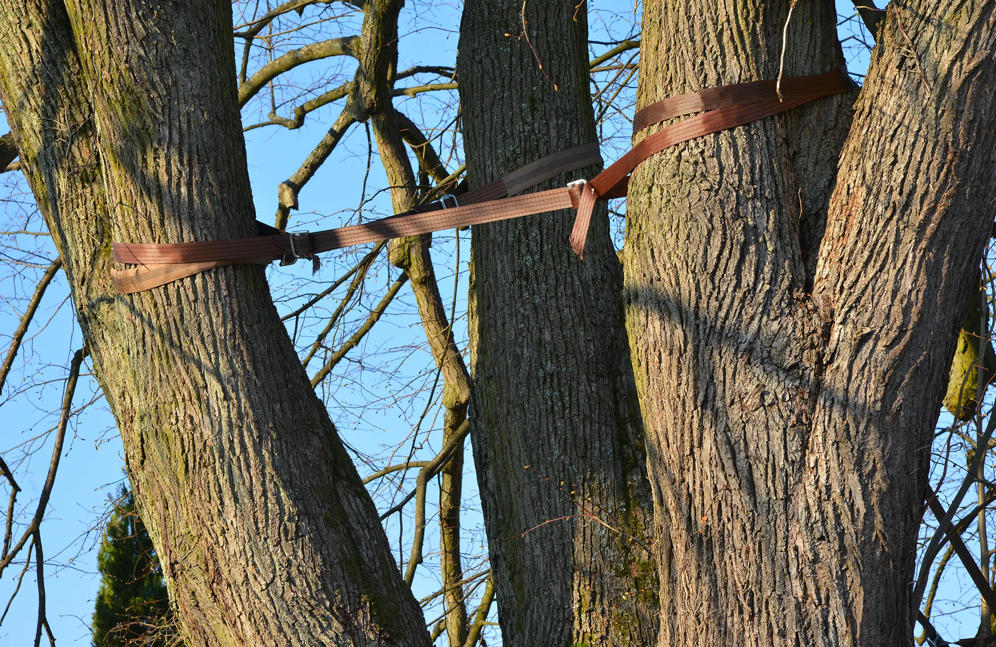 Die Baumkrone wird mit Spannseilen zusammengehalten