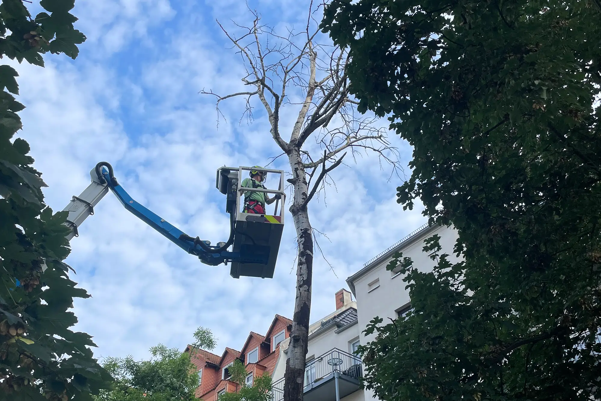 Der tote Baum wird per Kran in der Krone begutachtet