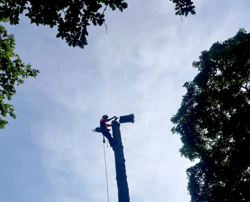 Ein Mitarbeiter sägt den toten baum scheibenweise von oben herunter