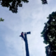 Ein Mitarbeiter sägt den toten baum scheibenweise von oben herunter